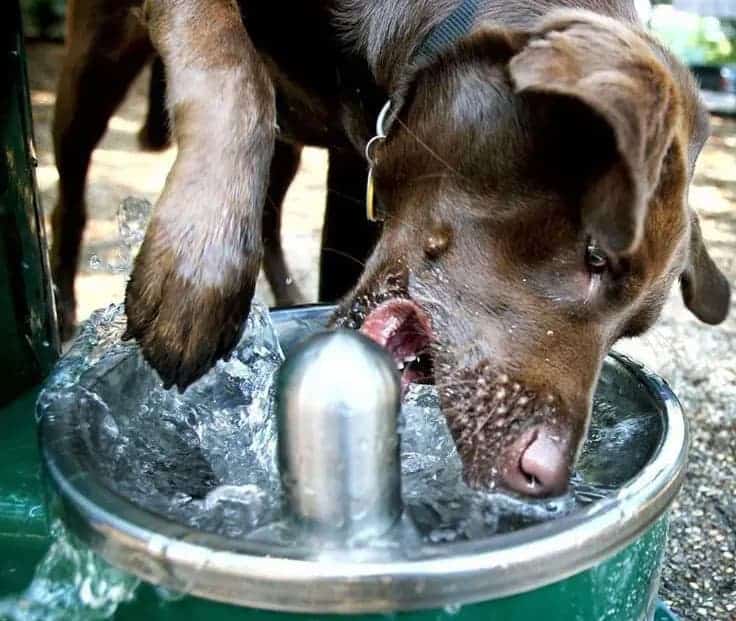 cool-dog-water-fountains-drinking